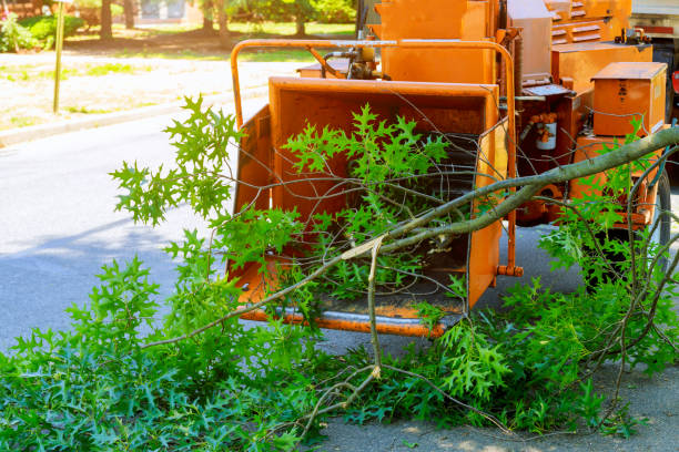  Walnut Creek, CA Tree Removal Pros