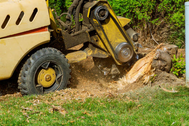 Best Hedge Trimming  in Walnut Creek, CA