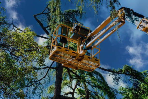 Leaf Removal in Walnut Creek, CA