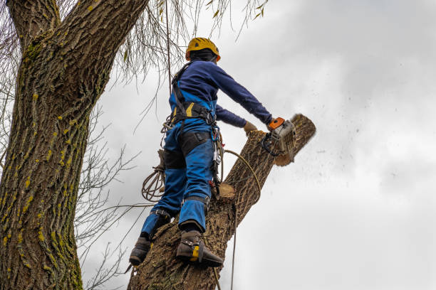 Best Tree Disease Treatment  in Walnut Creek, CA