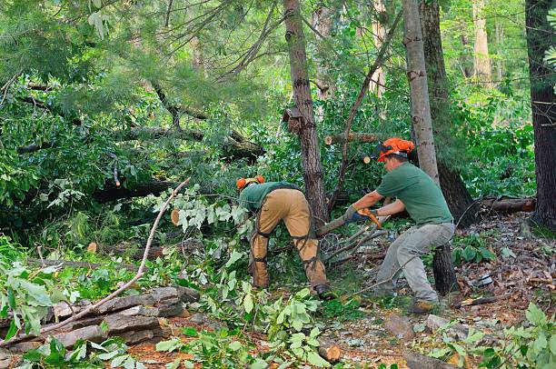 Best Tree Removal  in Walnut Creek, CA