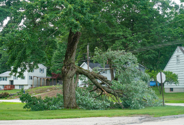 Best Tree Maintenance Programs  in Walnut Creek, CA