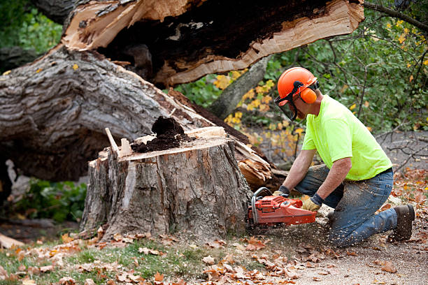 Professional Tree Removal in Walnut Creek, CA