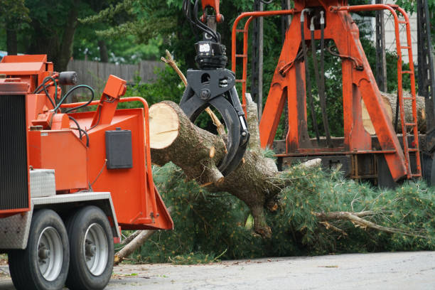 Best Tree Risk Assessment  in Walnut Creek, CA