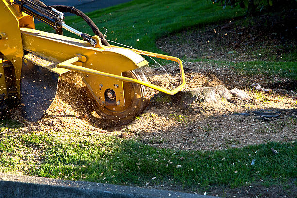 How Our Tree Care Process Works  in  Walnut Creek, CA