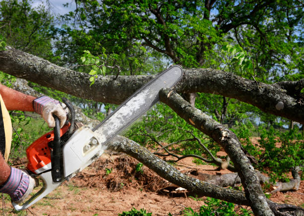 Best Arborist Consultation Services  in Walnut Creek, CA